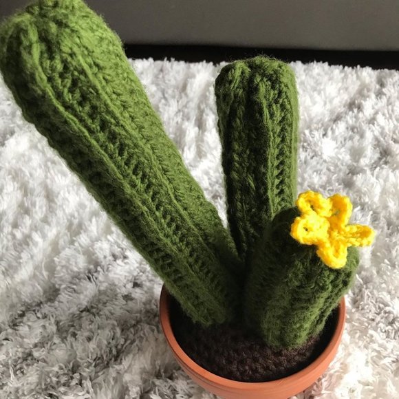 Sandy P Sr. - Three Column Stem Cactus in Planter - Picture 4 of 5